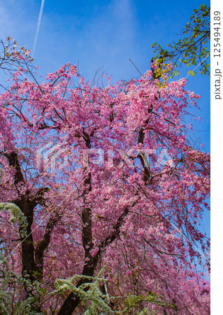 【京都風景】色とりどりの花に囲まれた原谷苑の桜 【京都風景】色とりどりの花に囲まれた原谷苑の桜 125494189