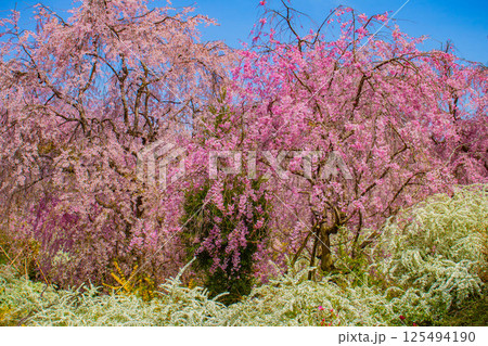 【京都風景】色とりどりの花に囲まれた原谷苑の桜 125494190