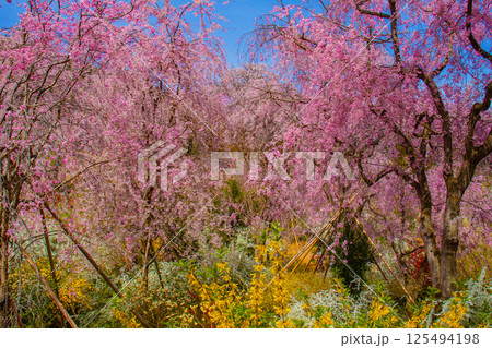 【京都風景】色とりどりの花に囲まれた原谷苑の桜 125494198