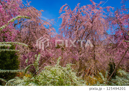 【京都風景】色とりどりの花に囲まれた原谷苑の桜 125494201