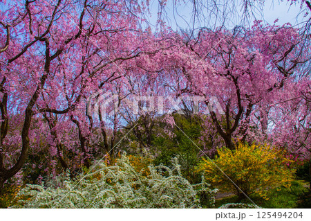 【京都風景】色とりどりの花に囲まれた原谷苑の桜 125494204