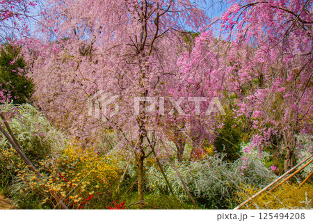 【京都風景】色とりどりの花に囲まれた原谷苑の桜 125494208