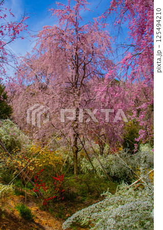 【京都風景】色とりどりの花に囲まれた原谷苑の桜 125494210