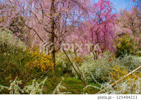 【京都風景】色とりどりの花に囲まれた原谷苑の桜 125494211