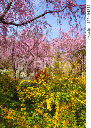 【京都風景】色とりどりの花に囲まれた原谷苑の桜 125494218