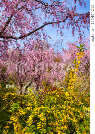 【京都風景】色とりどりの花に囲まれた原谷苑の桜 【京都風景】色とりどりの花に囲まれた原谷苑の桜 125494219