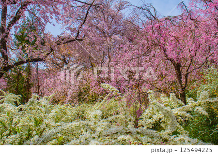 【京都風景】色とりどりの花に囲まれた原谷苑の桜 【京都風景】色とりどりの花に囲まれた原谷苑の桜 125494225