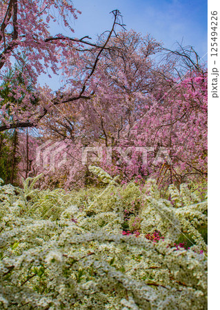 【京都風景】色とりどりの花に囲まれた原谷苑の桜 【京都風景】色とりどりの花に囲まれた原谷苑の桜 125494226