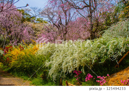 【京都風景】色とりどりの花に囲まれた原谷苑の桜 【京都風景】色とりどりの花に囲まれた原谷苑の桜 125494233