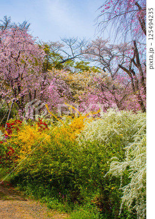 【京都風景】色とりどりの花に囲まれた原谷苑の桜 【京都風景】色とりどりの花に囲まれた原谷苑の桜 125494235