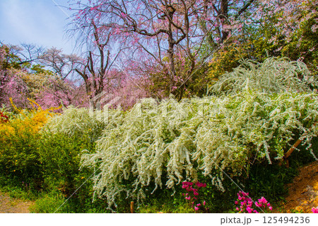 【京都風景】色とりどりの花に囲まれた原谷苑の桜 125494236
