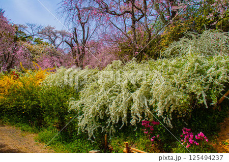 【京都風景】色とりどりの花に囲まれた原谷苑の桜 125494237
