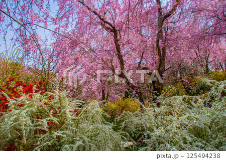 【京都風景】色とりどりの花に囲まれた原谷苑の桜 【京都風景】色とりどりの花に囲まれた原谷苑の桜 125494238