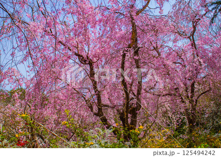 【京都風景】色とりどりの花に囲まれた原谷苑の桜 125494242