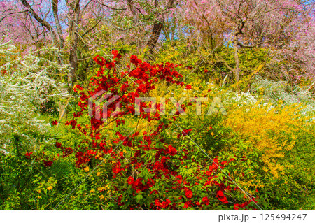 【京都風景】色とりどりの花に囲まれた原谷苑の桜 【京都風景】色とりどりの花に囲まれた原谷苑の桜 125494247
