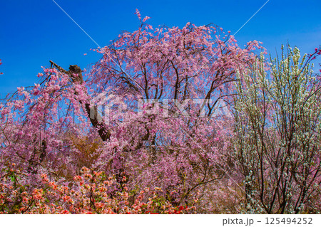 【京都風景】色とりどりの花に囲まれた原谷苑の桜 【京都風景】色とりどりの花に囲まれた原谷苑の桜 125494252