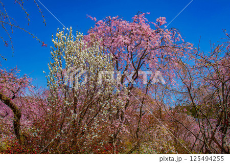 【京都風景】色とりどりの花に囲まれた原谷苑の桜 125494255