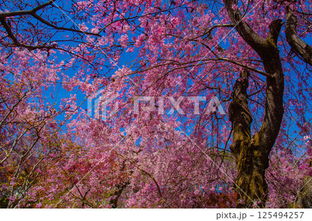 【京都風景】色とりどりの花に囲まれた原谷苑の桜 【京都風景】色とりどりの花に囲まれた原谷苑の桜 125494257