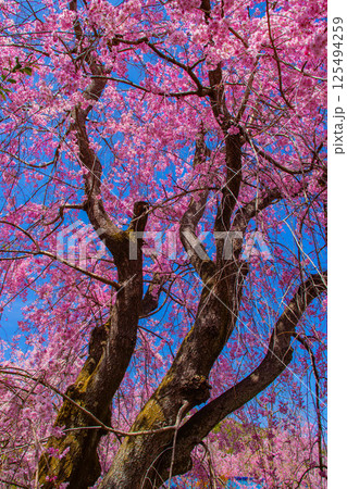 【京都風景】色とりどりの花に囲まれた原谷苑の桜 【京都風景】色とりどりの花に囲まれた原谷苑の桜 125494259