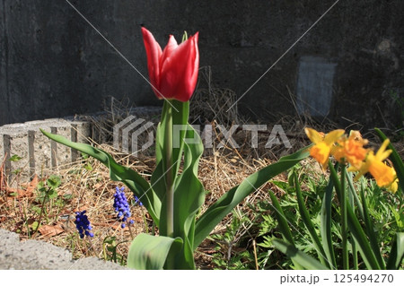 花壇に咲いた赤いチューリップを撮影しました。 125494270