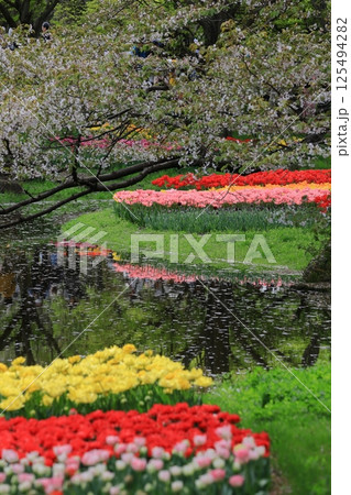 色とりどりに咲き誇る赤白黄色 色とりどりに咲き誇る赤白黄色 125494282