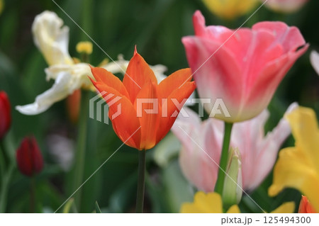 色とりどりに咲き誇る赤白黄色 色とりどりに咲き誇る赤白黄色 125494300