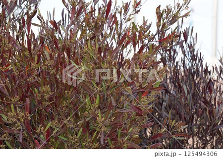 ハウチワノキの蕾・2025年3月 ハウチワノキの蕾・2025年3月 125494306