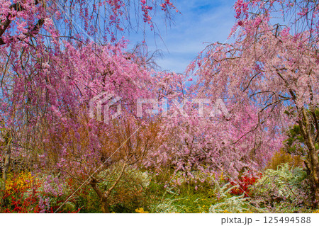 【京都風景】色とりどりの花に囲まれた原谷苑の桜 125494588
