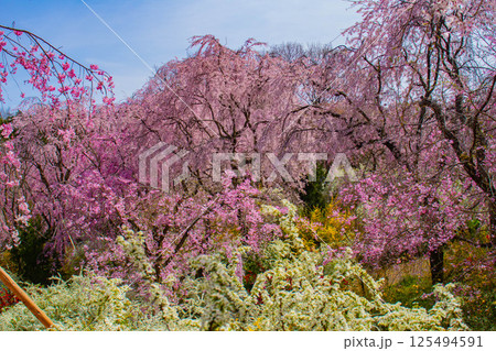 【京都風景】色とりどりの花に囲まれた原谷苑の桜 125494591