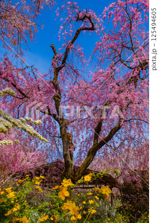 【京都風景】色とりどりの花に囲まれた原谷苑の桜 【京都風景】色とりどりの花に囲まれた原谷苑の桜 125494605
