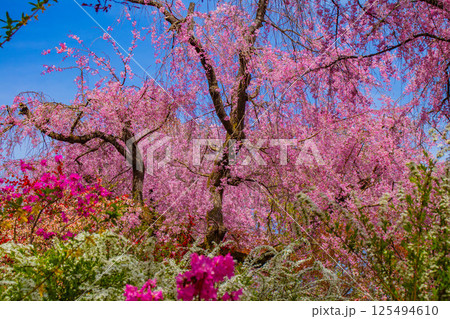 【京都風景】色とりどりの花に囲まれた原谷苑の桜 125494610