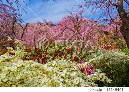 【京都風景】色とりどりの花に囲まれた原谷苑の桜 【京都風景】色とりどりの花に囲まれた原谷苑の桜 125494614
