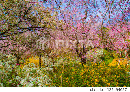 【京都風景】色とりどりの花に囲まれた原谷苑の桜 125494627