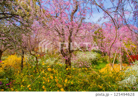 【京都風景】色とりどりの花に囲まれた原谷苑の桜 125494628