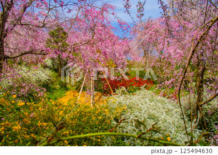 【京都風景】色とりどりの花に囲まれた原谷苑の桜 【京都風景】色とりどりの花に囲まれた原谷苑の桜 125494630