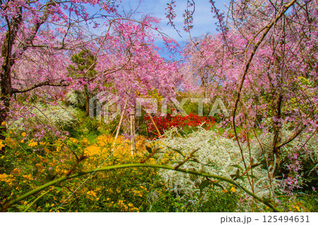 【京都風景】色とりどりの花に囲まれた原谷苑の桜 125494631