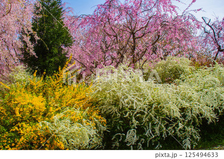 【京都風景】色とりどりの花に囲まれた原谷苑の桜 【京都風景】色とりどりの花に囲まれた原谷苑の桜 125494633
