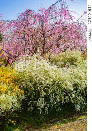 【京都風景】色とりどりの花に囲まれた原谷苑の桜 【京都風景】色とりどりの花に囲まれた原谷苑の桜 125494634