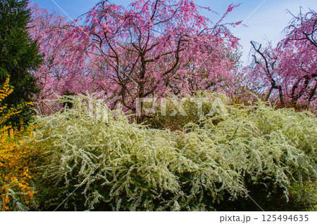 【京都風景】色とりどりの花に囲まれた原谷苑の桜 【京都風景】色とりどりの花に囲まれた原谷苑の桜 125494635