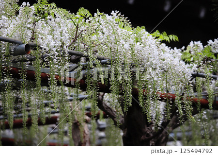 神奈川県藤沢市・白旗神社の義経藤 125494792