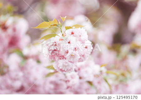 Soft focus image of blooming pink cherry sakura blossom branches under bright spring light creating romantic and dreamy seasonal spring backgrounds, romantic themes, seasonal design 125495170