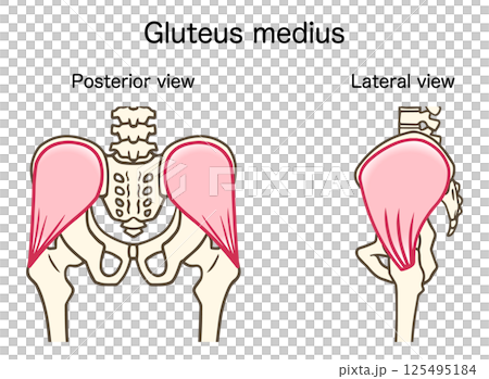 Anatomy of the gluteus medius, posterior and lateral views 125495184