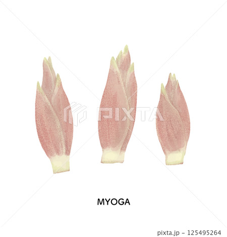 茗荷の色鉛筆タッチのイラスト 125495264