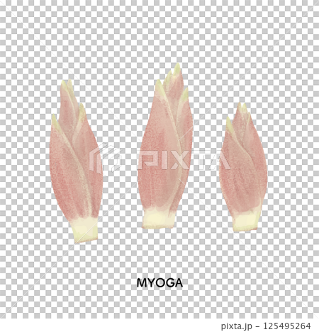 Illustration of ginger drawn with colored pencils Illustration of ginger drawn with colored pencils 125495264