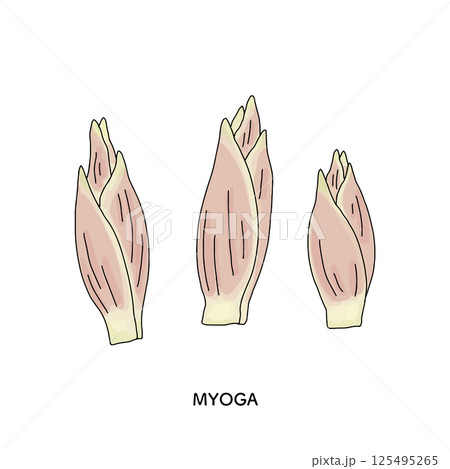 茗荷の線画のイラスト 125495265