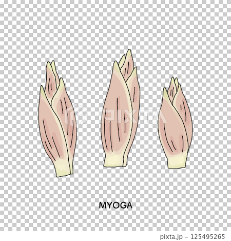 茗荷の線画のイラスト 125495265