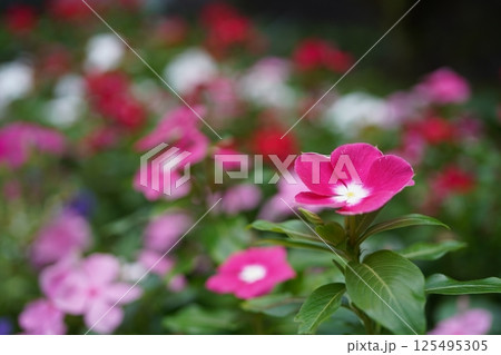 ニチニチソウ 125495305