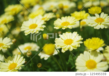白いマーガレット 125495339