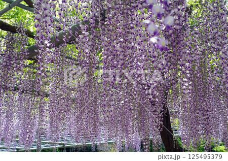 美しい藤の花 125495379