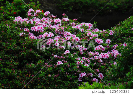 鎌倉・海蔵寺の花 125495385